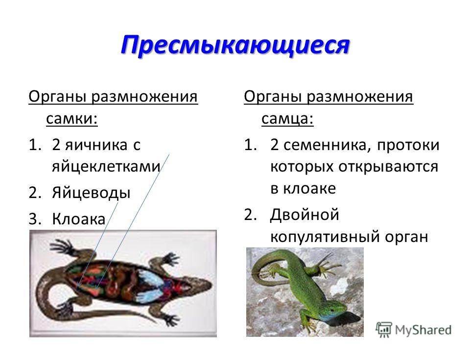 Оплодотворение амфибий и рептилий. Размножение пресмыкающиеся 7 класс. Размножение рептилий. Пресмыкающиеся органы размножения. Размножение пресмыкающиеся схема.