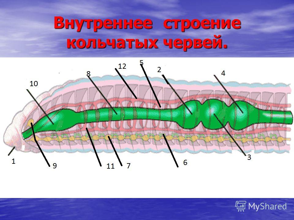 Рисунок дождевого червя