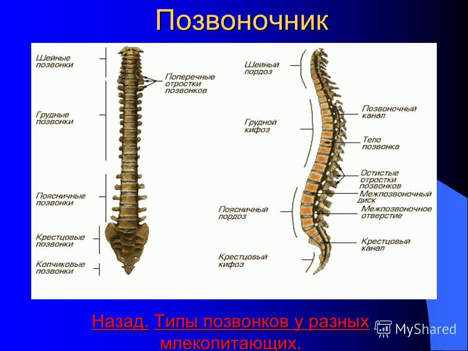 Позвонки человека по номерам фото