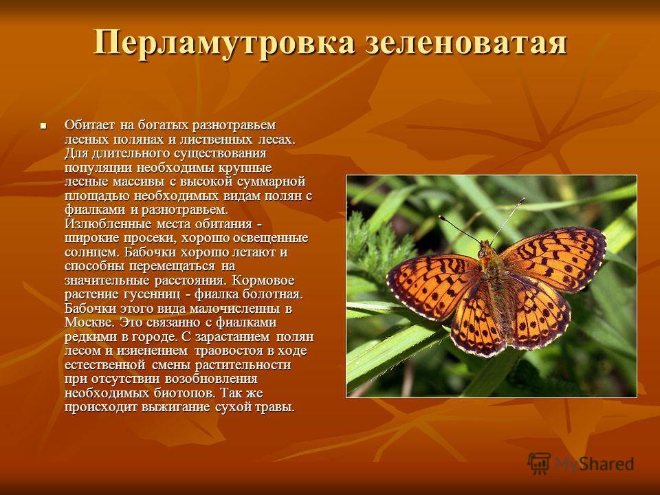 Бабочка перламутровка фото и описание