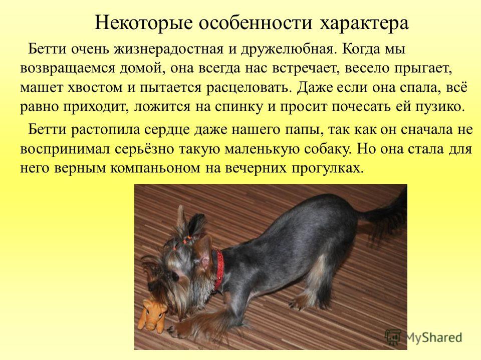 Описание собаки 5 класс русский язык. Сочинение про домашнее животное собака. Рассказы для любимых собакам. Рассказ про домашнюю собаку. Рассказать о своей собаке.