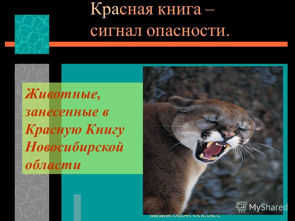 Животные занесенные в книгу класс. Животные из красной книги Новосибирской области. Животные Новосибирска занесенные в красную книгу. Редкие животные из красной книги Новосибирской области. Красная книга животных Новосибирской области.