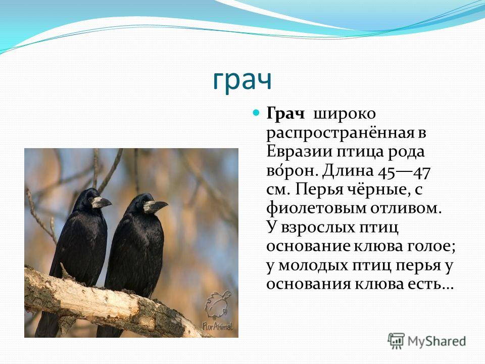 Род слова грач. Грач птица описание. Грач презентация. Рассказ про грачей. Сообщение о Граче.