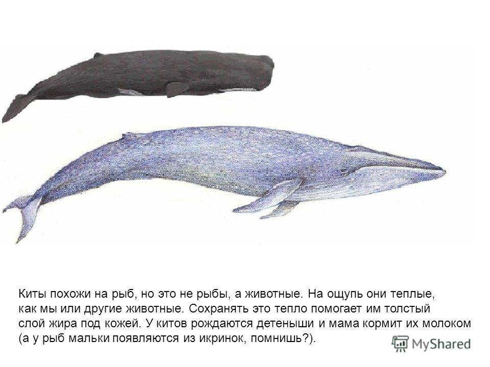 Кит это рыба или животное. Кит это рыба или млекопитающее. Синий кит это животное или рыба. Кит это рыба или зверь. Рыба похожая на кита.