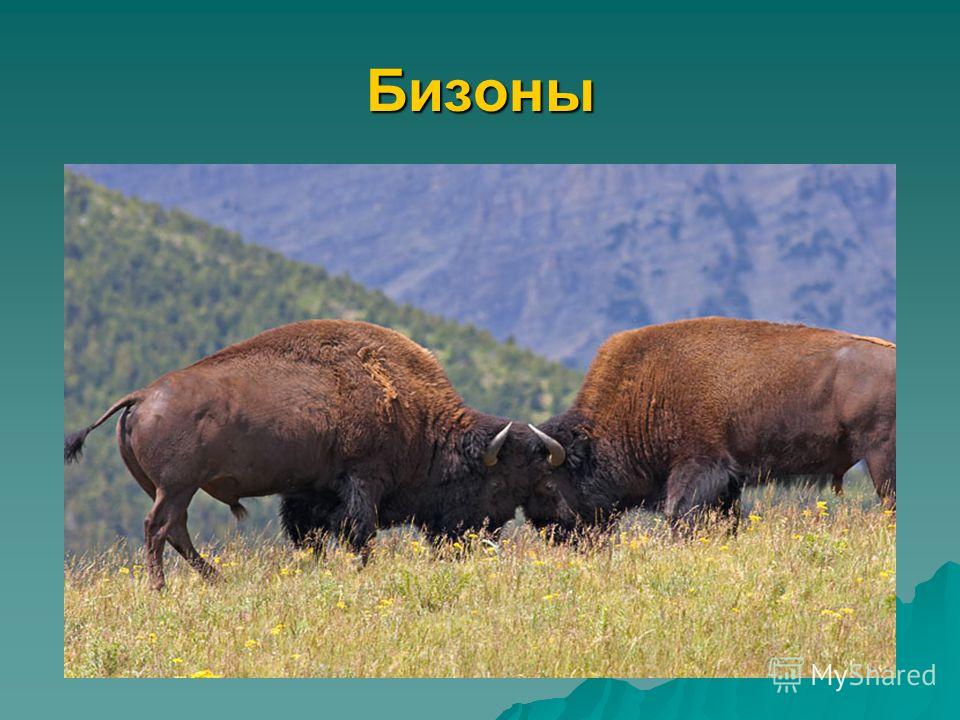Бизон природная зона. Бизон красная книга Северная Америка. Северно американского бизона. Бизоны травоядные. Обитатели Северной Америки животные.