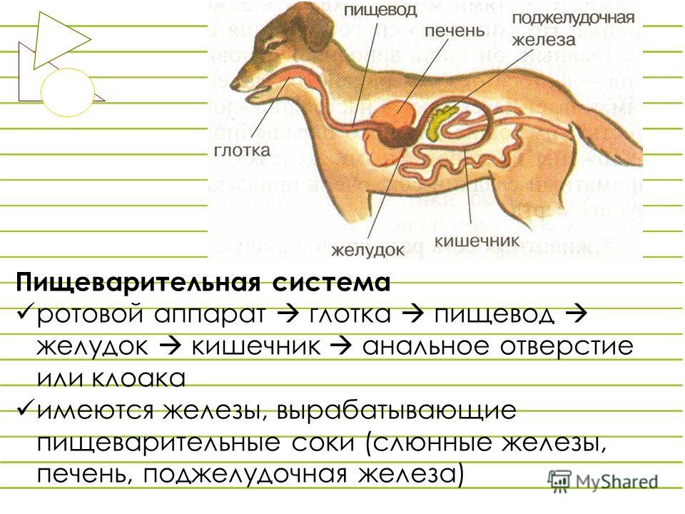 Железы у собак