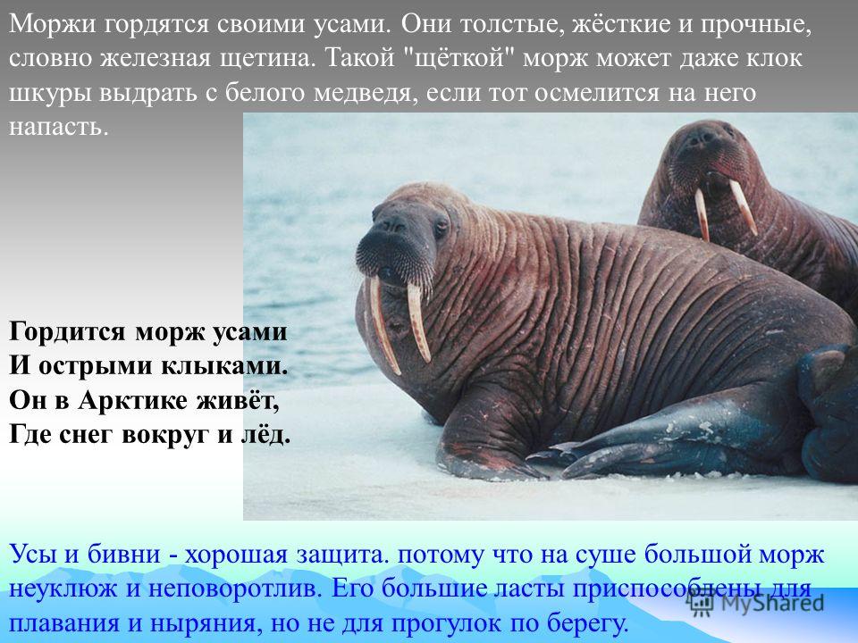 Назовите класс к которому относят изображенное на фотографиях животное морж