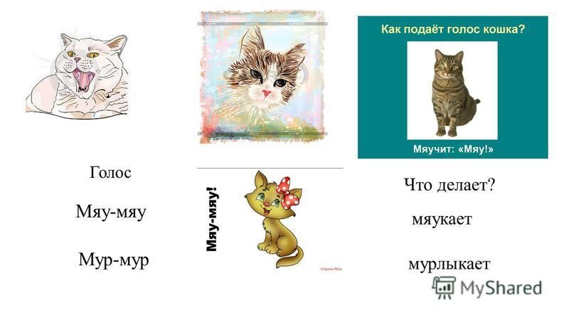 Почему называют мяу мяу. Кошка мяучит. Кошачий голос мяу. Как подает голос кошка. Кошка мяукает картинка для детей.