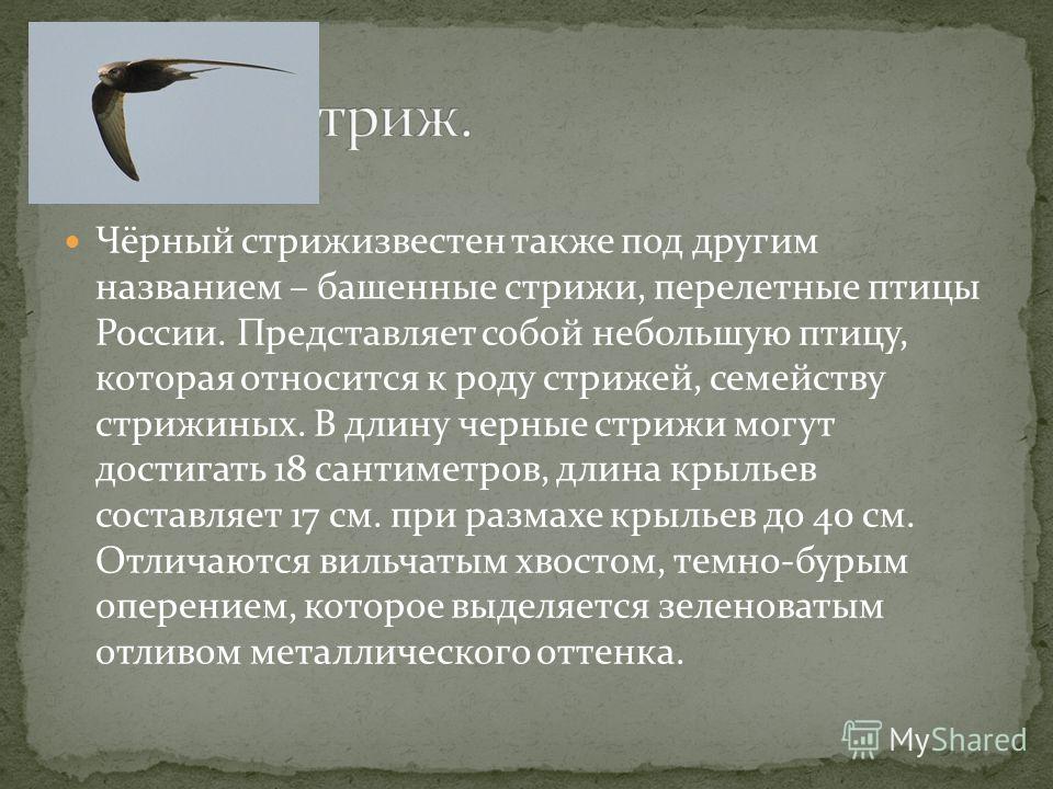 Стрижи перелетные птицы или нет. Интересные факты о Стрижах. Краткое сообщение о Стрижах 4 класс. Стриж Перелетная птица или нет. Сообщение о Стрижах.