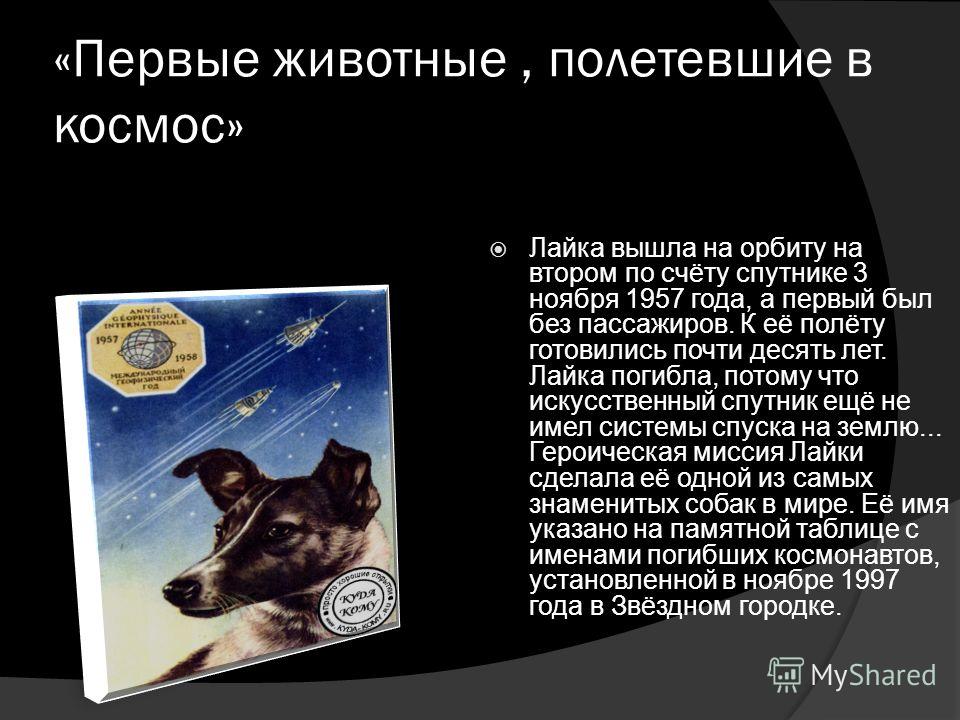 Кто 1 полетел в космос. Первые животные полетевшие в космос. Первые животные в космосе презентация. Кто первый полетел в космос из животных. Первое животноеполетело в Космо.