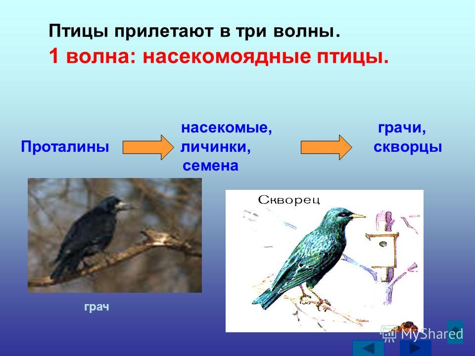 Какие птицы прилетают весной картинки