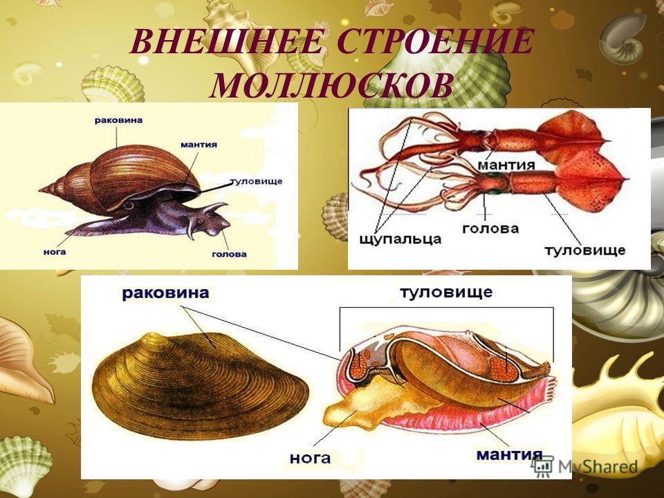 Тесто биологии классы моллюсков. Строение раковины брюхоногих моллюсков схема. Внешнее строение типа моллюски класс двустворчатые. Внешнее строение брюхоногих и двустворчатых. Строение брюхоногих и двустворчатых моллюсков.