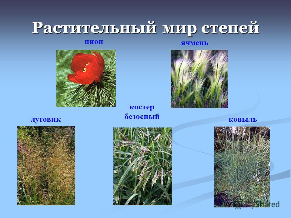 В какой природной зоне преобладает травянистая растительность. Растения Степной зоны России. Растительный мир пспепи. Для растений степи характерны.