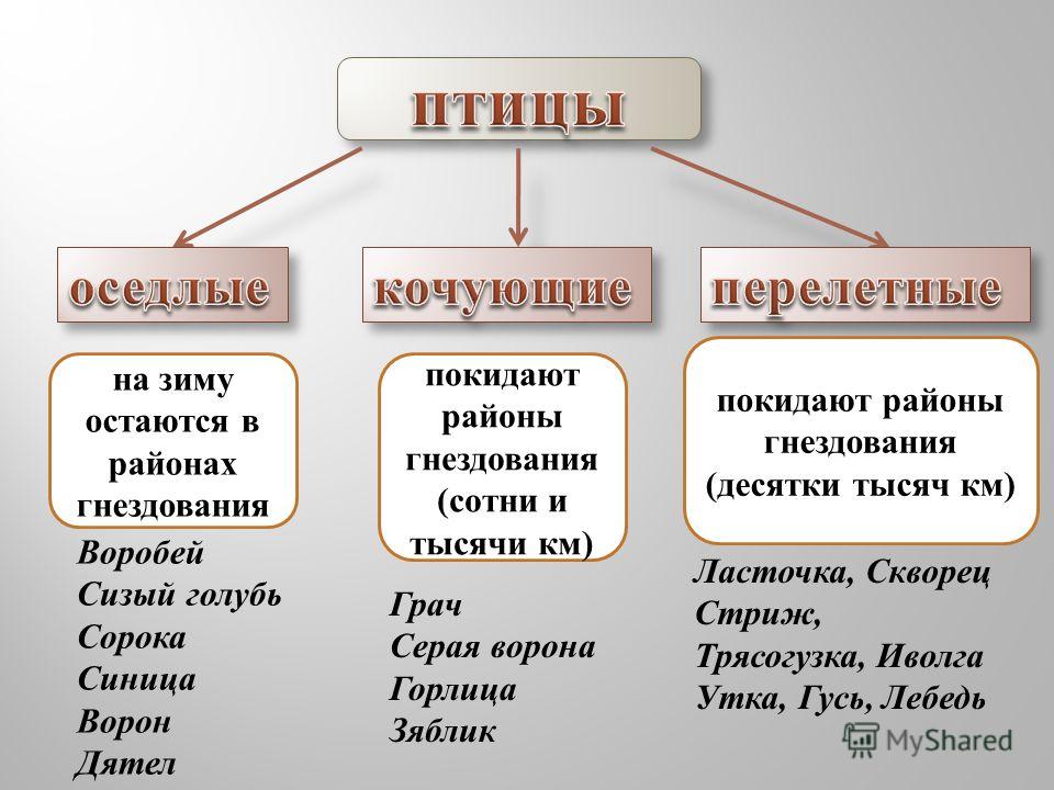 Перечисли их. Оседлые Кочующие и перелетные птицы. Виды птиц перелетные оседлые Кочующие. Оседлые Кочующие и перелетные птицы примеры. Перелетные оседлые и Кочующие птицы 1 класс.