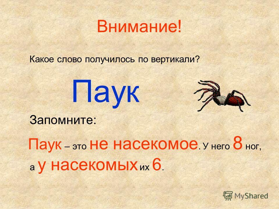 Слово паук. Паук не насекомое. Паук относится к насекомым. У паука 8 ног значит паук это. Паук относится к насекомым или нет.