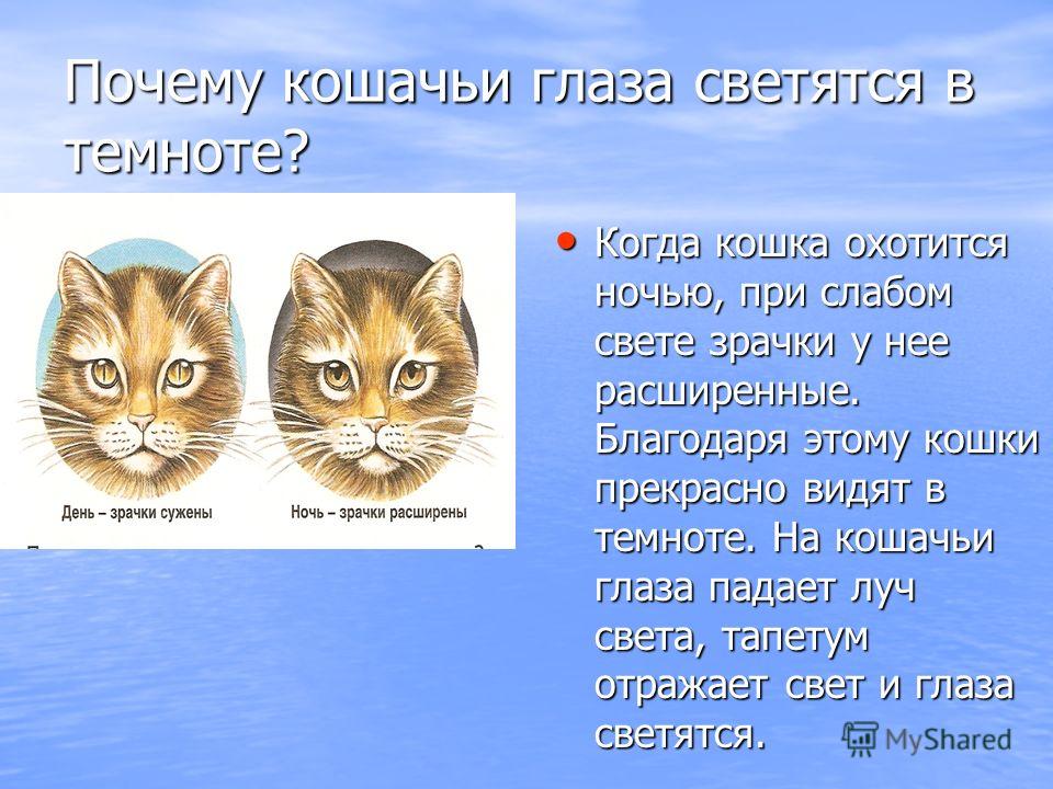 Почему у кошки светятся глаза в темноте. Почему у кошек светятся глаза. Почему у кошки светятся глаза в темноте исследовательская работа.