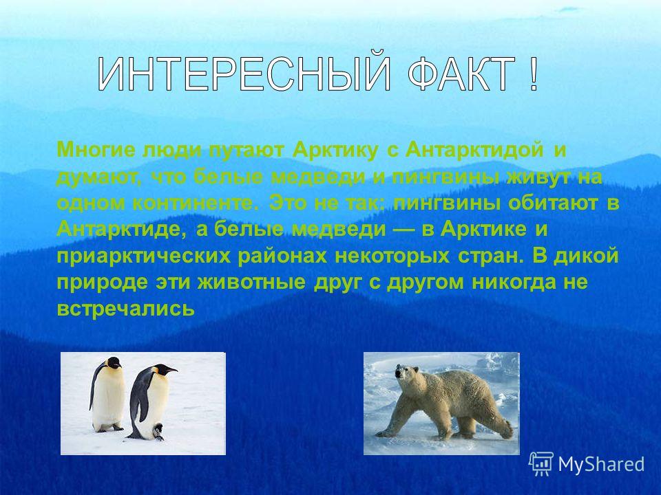 Где могут встретиться белый медведь и пингвин. Белые медведи и пингвины живут. Оде дивую белые медведи и пингвины. Где живут пингвины и белые медведи. Белый медведь и Пингвин.