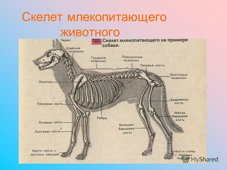 Осевой периферический скелет