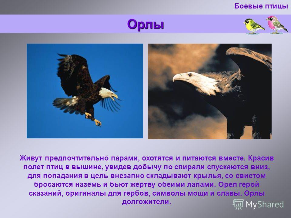 Орел предложения. Орел презентация. Презентация на тему Орел. Описание орла. Презентация на тему Орел птица.