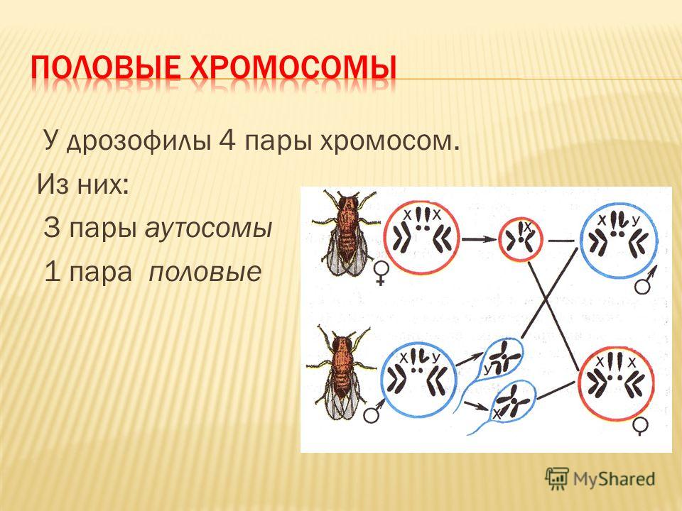 Сколько хромосом в половых клетках дрозофилы