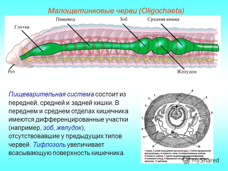 У кольчатых червей появляется система. Выделительная система кольчатых червей Малощетинковые черви. Биология 7 класс система кольчатых червей. Органы пищеварительной системы кольчатых червей. Строение систем кольчатых червей.