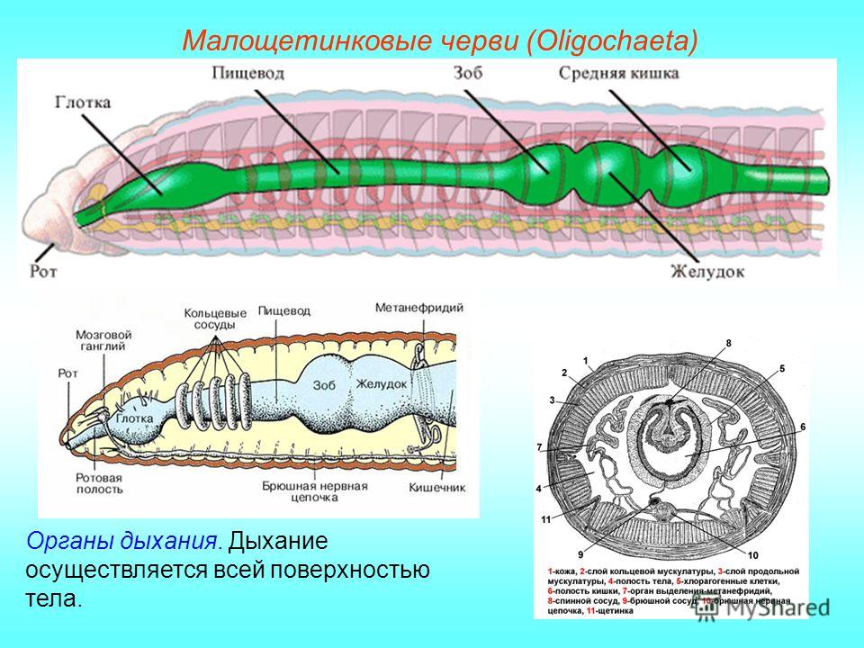 Строение класса червей. Класс Малощетинковые черви кровеносная система. Малощетинковые олигохеты строение. Биология 7 класс система кольчатых червей. Дыхательная система кольчатых червей 7 класс.