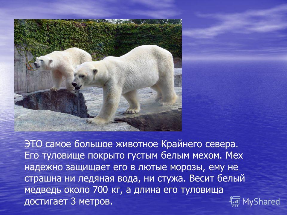 На территории какого государства обитает белый медведь. Белый медведь характеристика. Белый медведь презентация. Белый медведь красная книга. Приспособленность белого медведя.