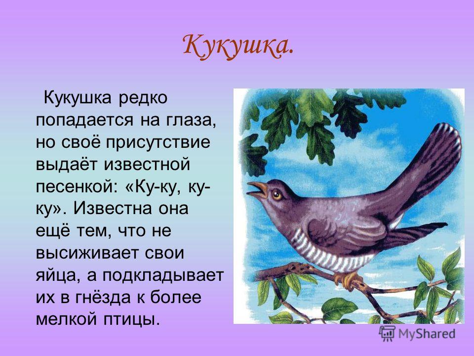 Кукушонок 3. Кукушка. Рассказать о кукушке детям.