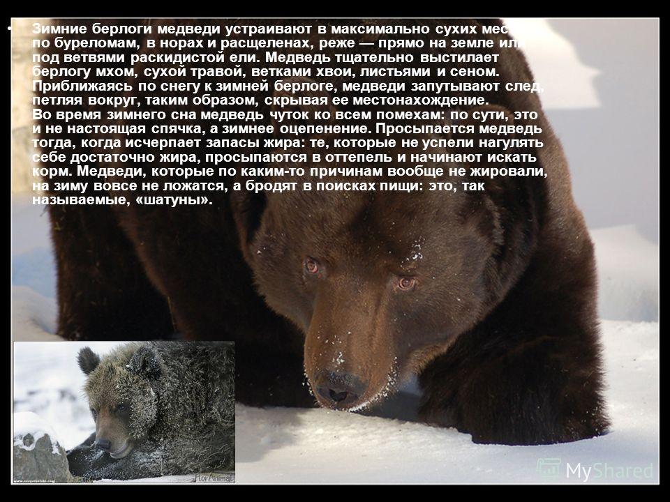 Почему у медведя нет мамы. Берлога медведя. Медведь перед зимней спячкой. Бурый медведь в берлоге. Медведь после спячки.