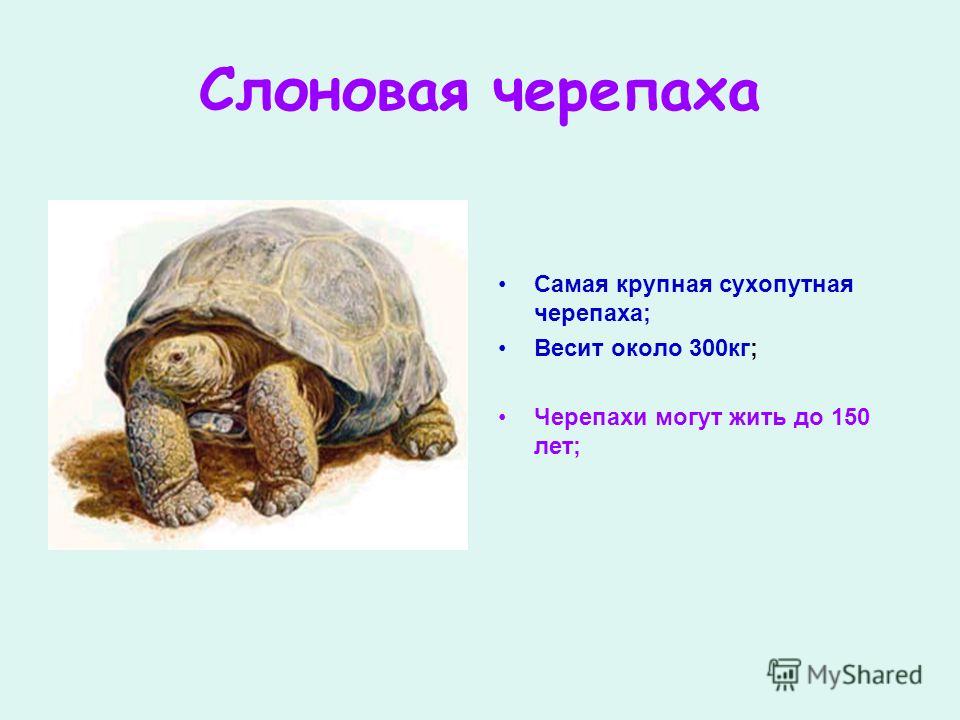 Опустить хвост черепаха