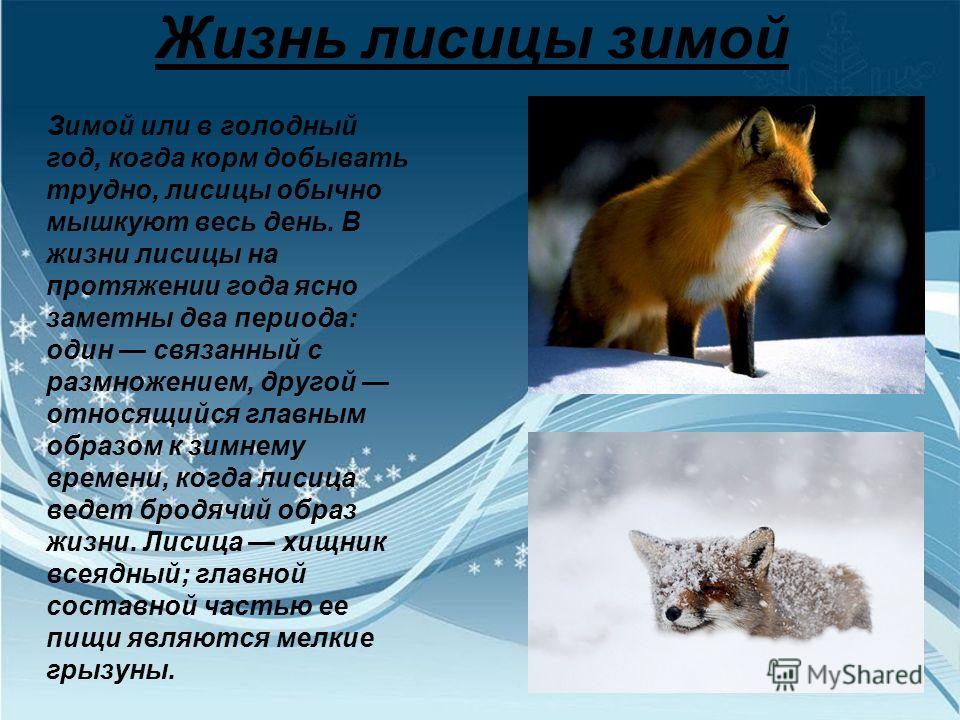 Приспособление лисы к жизни. Презентация на тему лисы. Доклад о лисе. Сообщение о лисе зимой. Лиса для презентации.