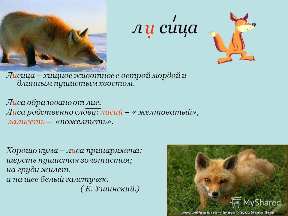 Анализ слова лиса. Предложение про лису. Лисица описание. Предложение со словом лиса. Предложение про лисичек.