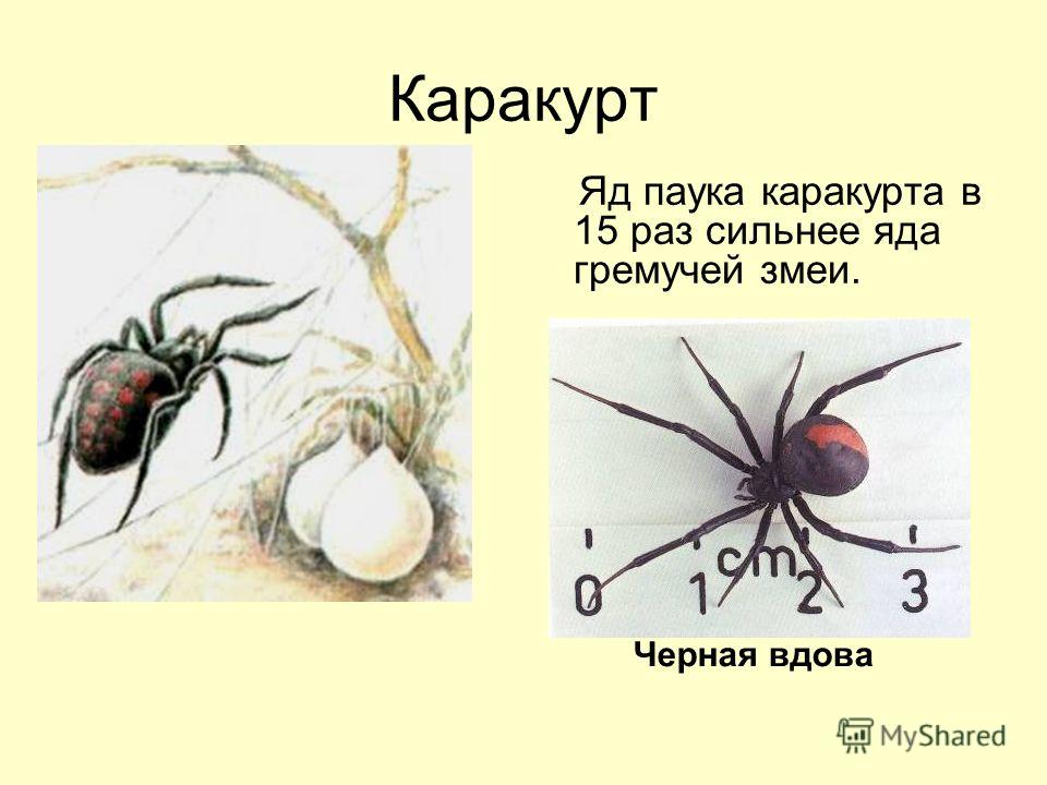 Каракурт рисунок с обозначениями