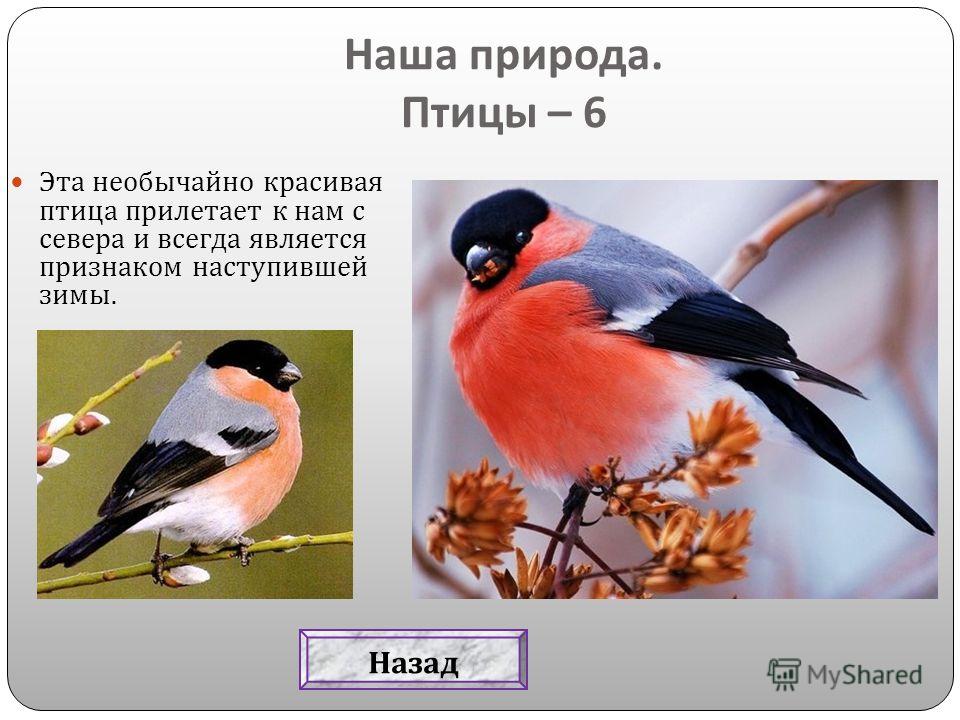 Сколько птиц прилетело в наши края. Красногрудые птицы в наших краях. Красногрудая птица которая прилетает. Птица которая прилетает к нам из северных лесов. Какие птицы прилетают к нам с севера.