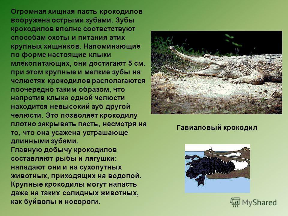 Крокодил млекопитающее или нет. Отряд крокодилы. Характеристика крокодилов. Презентация на тему крокодилы. Крокодилы образ жизни.