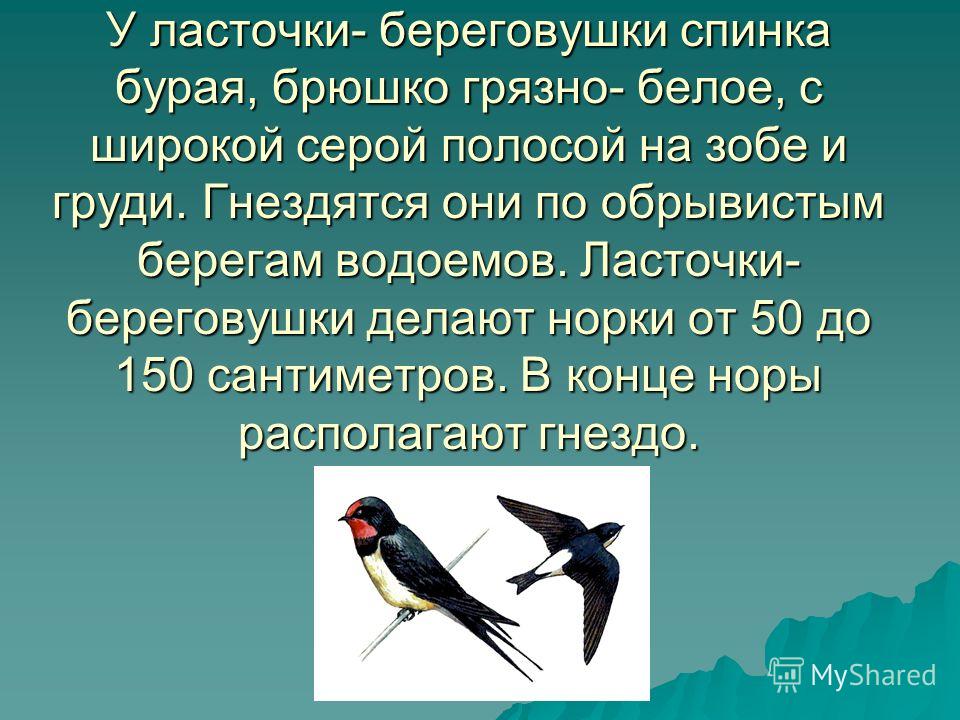 Ласточка текст. Описание ласточки. Рассказ про ласточку. Ласточка характеристика. Ласточка птица описание.