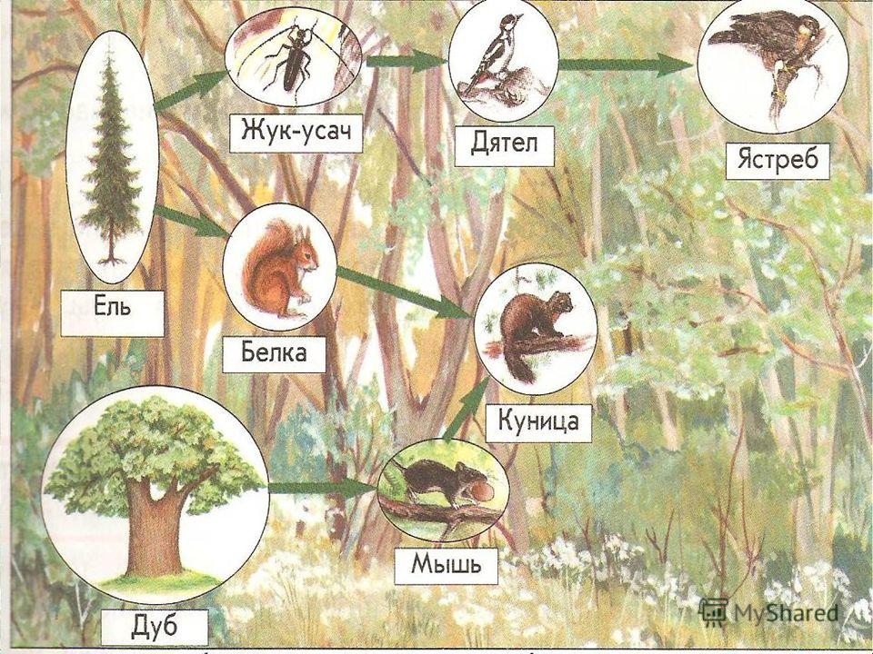 Цепь питания ели. Экосистема леса. Экосистема ель. Экосистема леса для дошкольников. Лес -экологическая система.