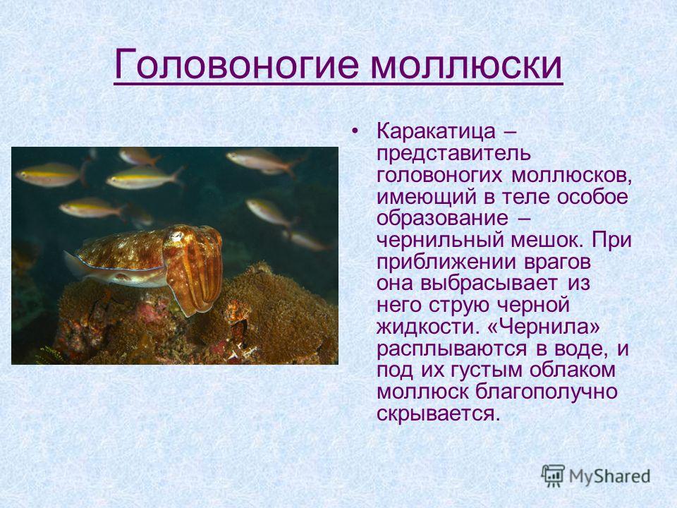 Класс головоногие моллюски 7 класс