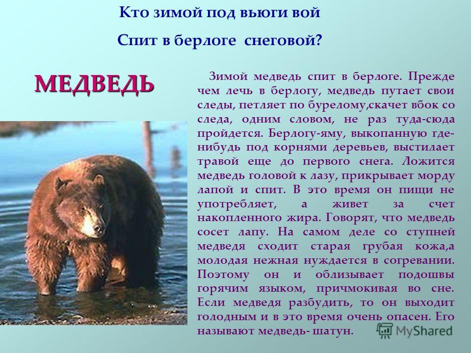 Сочинение о медведе 5 класс. Рассказ о медведе. Картинка медведя с описанием. Медведь для детей. Медведи зимой сообщение.