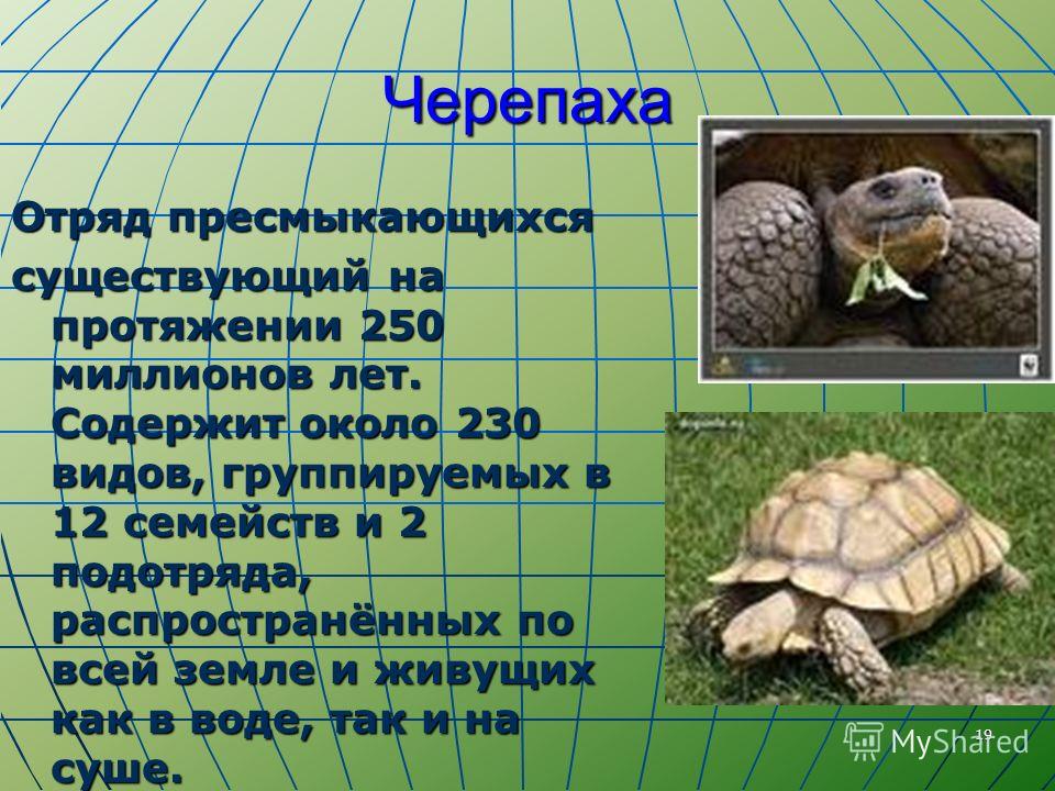 Черепаха относится к рептилиям. Представители отряда черепахи класса пресмыкающиеся. Класс пресмыкающиеся отряд черепахи. Отряд черепахи презентация. Черепахи вид семейство.