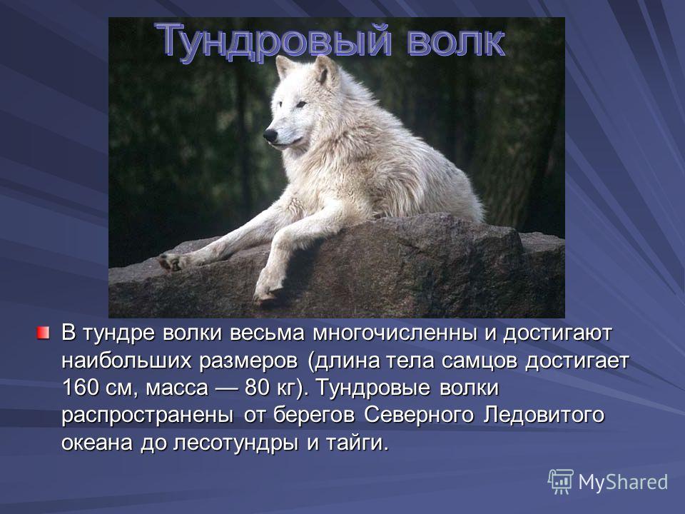 Волк кратко. Тундровый волк информация. Тундровый волк описание. Волк тундры описание. Тундровый волк презентация.