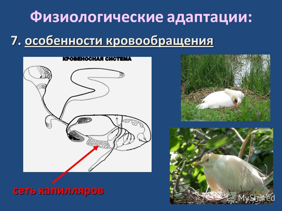 Физиологическая адаптация примеры животных