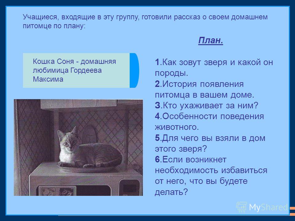 Составить план рассказа о домашнем питомце. План о домашнем питомце. Рассказ о домашних любимцах. Рассказ о домашнем питомце 2 класс. План рассказа о домашнем питомце.