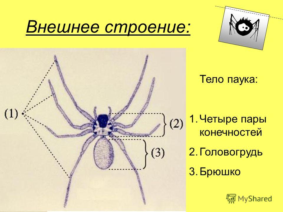 Паукообразные головогрудь и брюшко. Внешнее строение паука схема. Строение паука. Паук строение тела. Название частей тела паука.