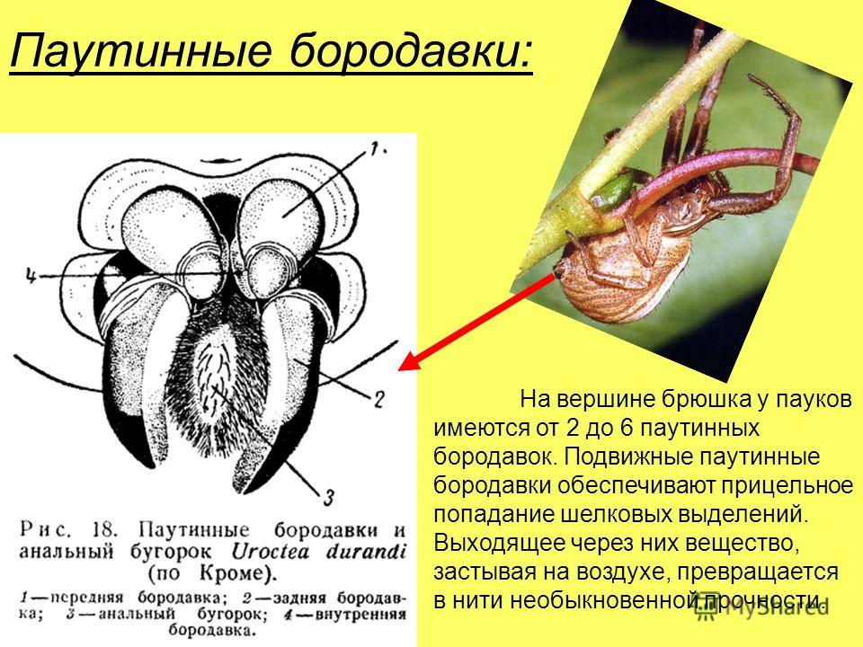 Пауков апелляция. Паутинные бородавки паука крестовика. Строение паука паутинные железы. Паутинные бородавки у паукообразных. Строение паука паутинные бородавки.