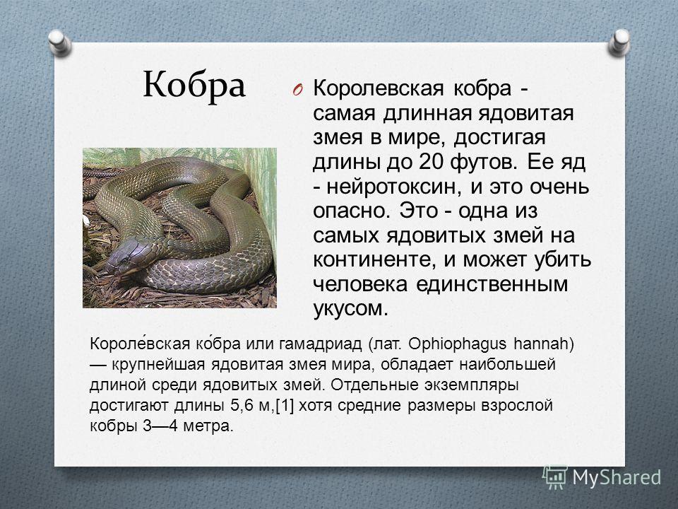 Кажется меня укусила змея надо отсосать яд. Факты о змеином яде. Доклад о азиатской Кобре. Cobra o-4".