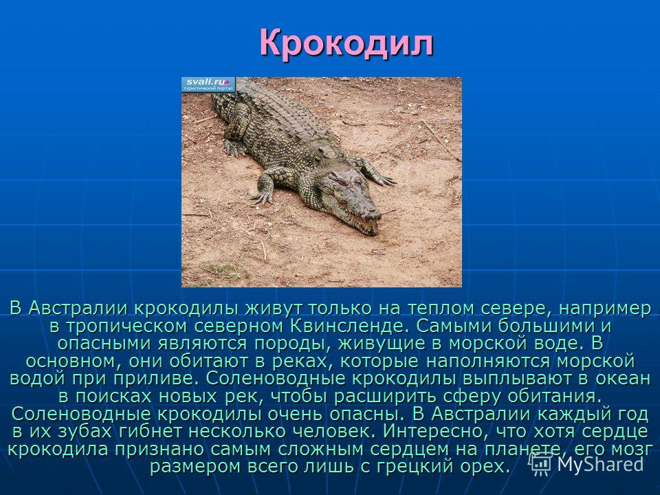 Крокодил млекопитающее или нет. Описание крокодила. Сообщение на тему крокодилы. Краткая информация о крокодиле. Презентация про крокодилов.