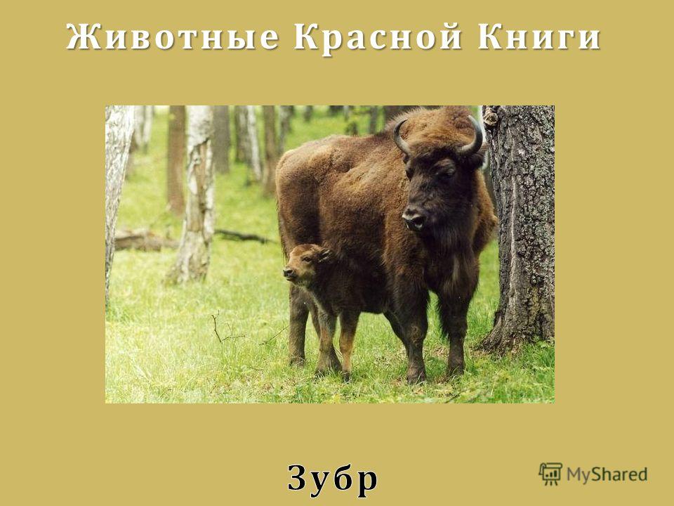 Зубр занесен в красную книгу с пометкой