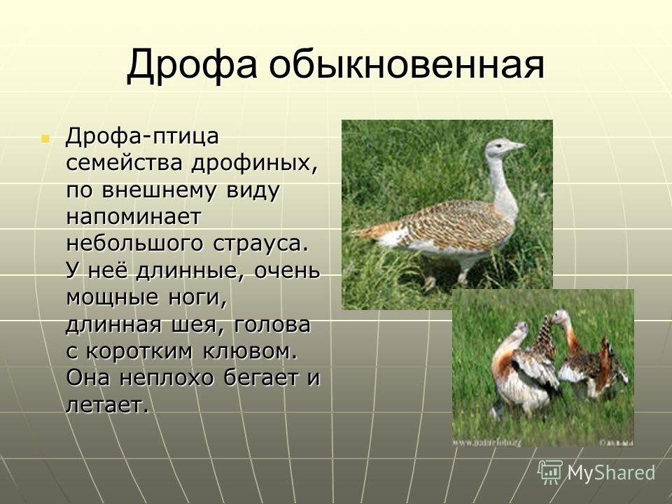 Дрофа в какой природной зоне. Дрофа описание. Дрофа птица краткое описание. Дрофа доклад. Дрофа внешний вид.