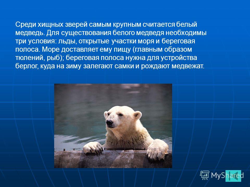В какой среде обитает белый медведь. Среда обитания белого медведя. Условия существования животных. Приспособленность белого медведя. Условия обитания белого медведя.